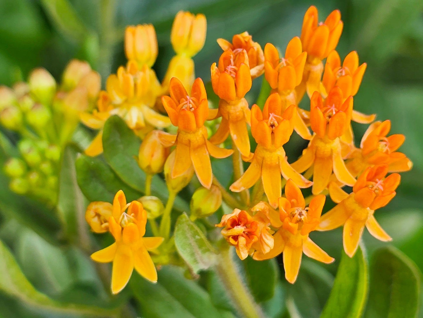 Butterfly Weed (Asclepias tuberosa) Flower Seeds