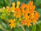 Butterfly Weed (Asclepias tuberosa) Flower Seeds