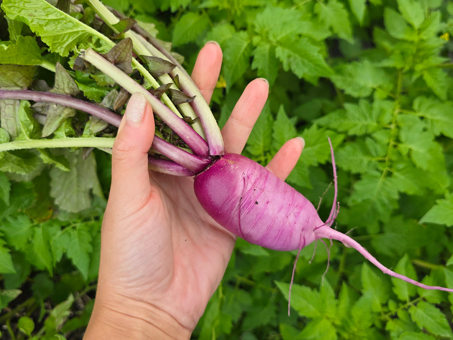Mini Purple Daikon (Radish) Hybrid Seeds