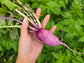 Mini Purple Daikon (Radish) Hybrid Seeds