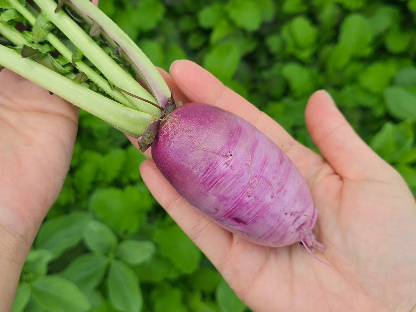 Mini Purple Daikon (Radish) Hybrid Seeds