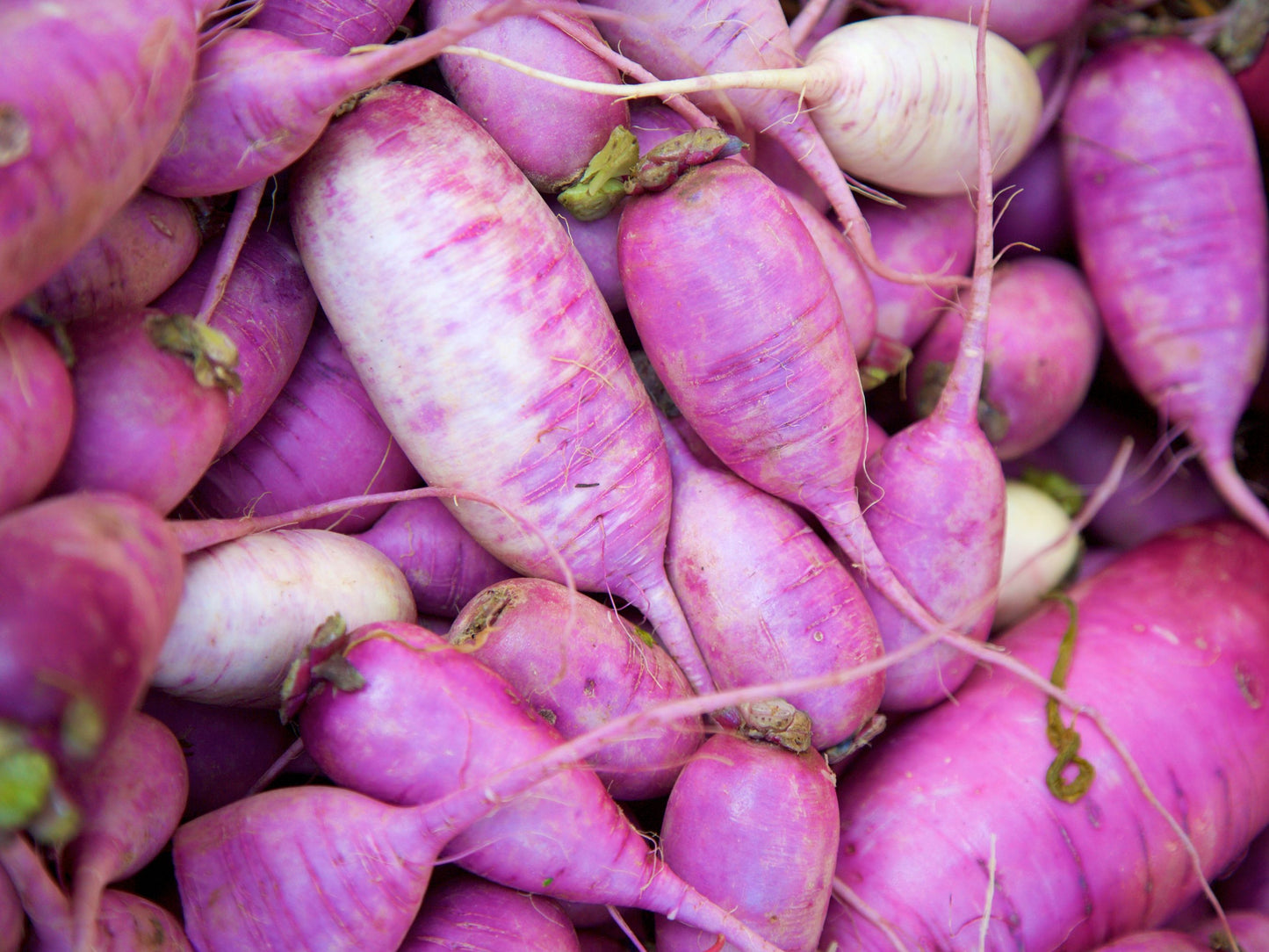 Mini Purple Daikon (Radish) Hybrid Seeds