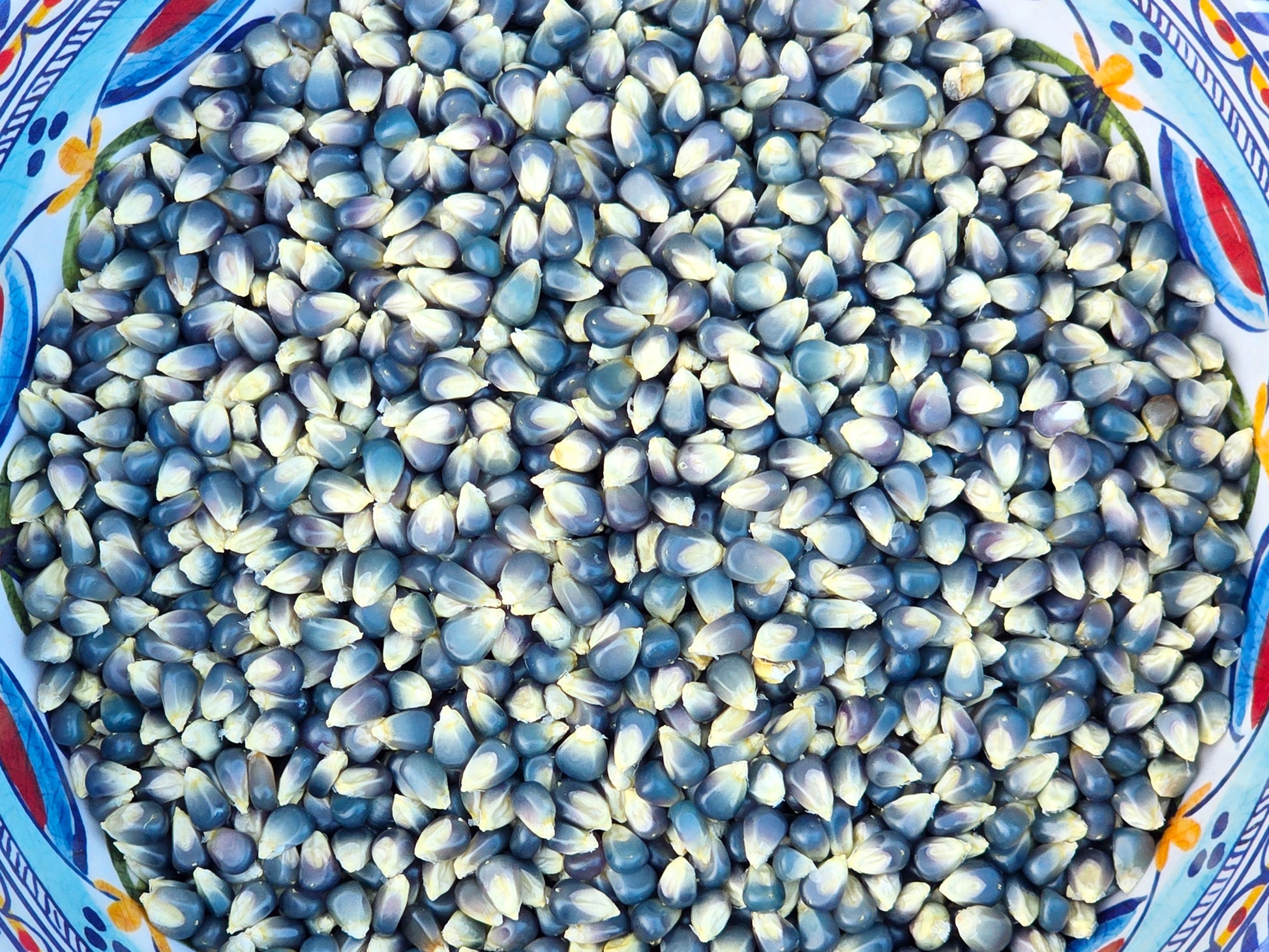 blue corn seeds for planting Miniature Blue Popcorn Seeds – Heirloom Corn for Snacking – Jerra's Garden