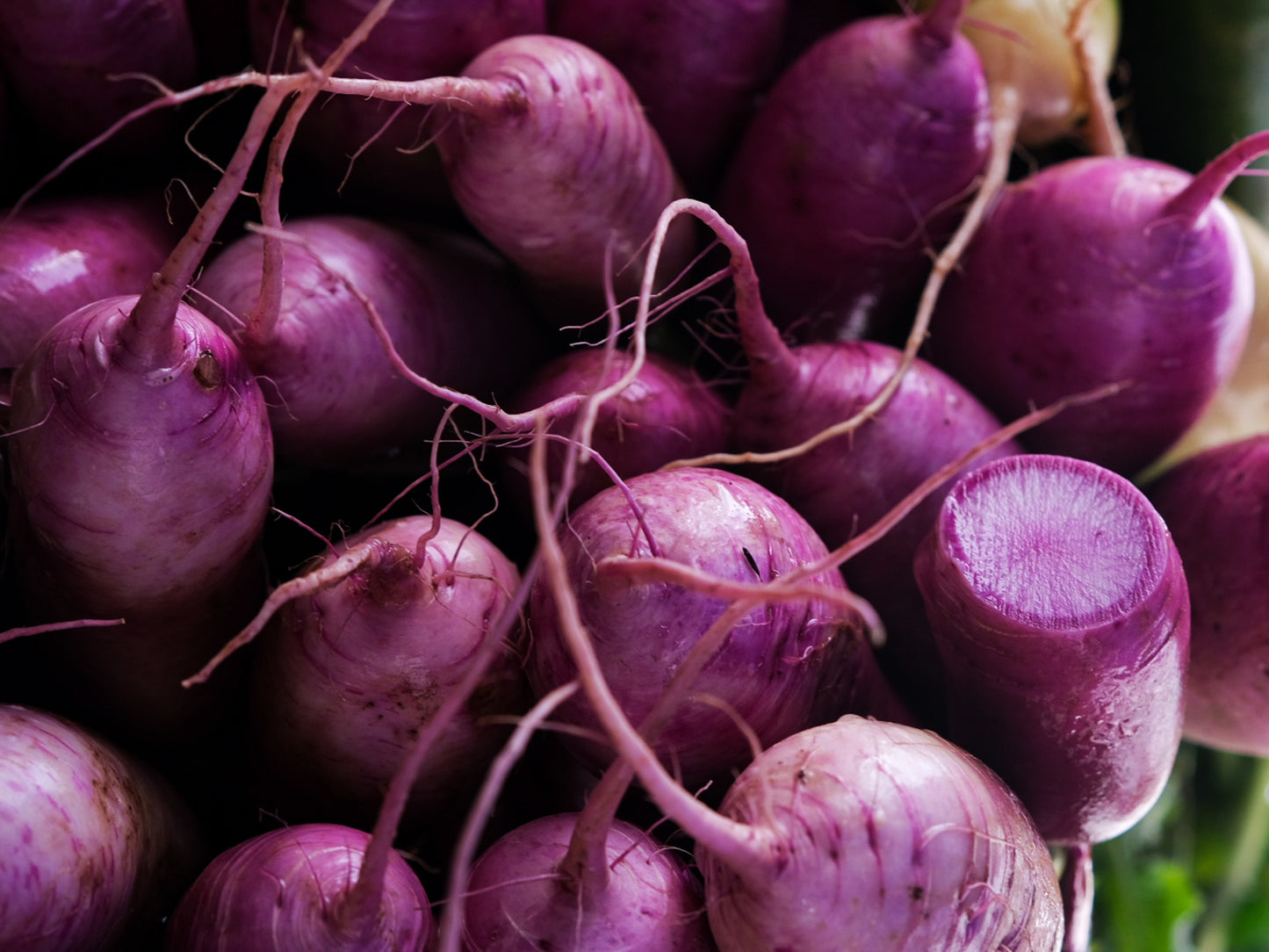 Mini Purple Daikon (Radish) Hybrid Seeds