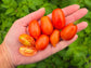Mini Marzano Micro Dwarf Tomato Seeds