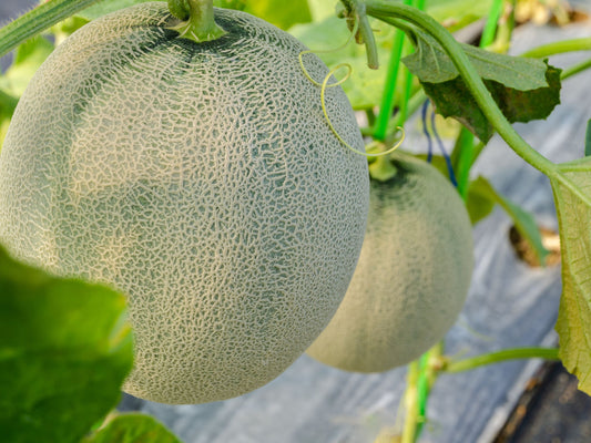 Minnesota Midget Cantaloupe Seeds