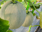 Minnesota Midget Cantaloupe Seeds