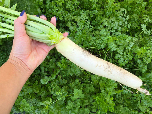Minowase Daikon Radish Seeds