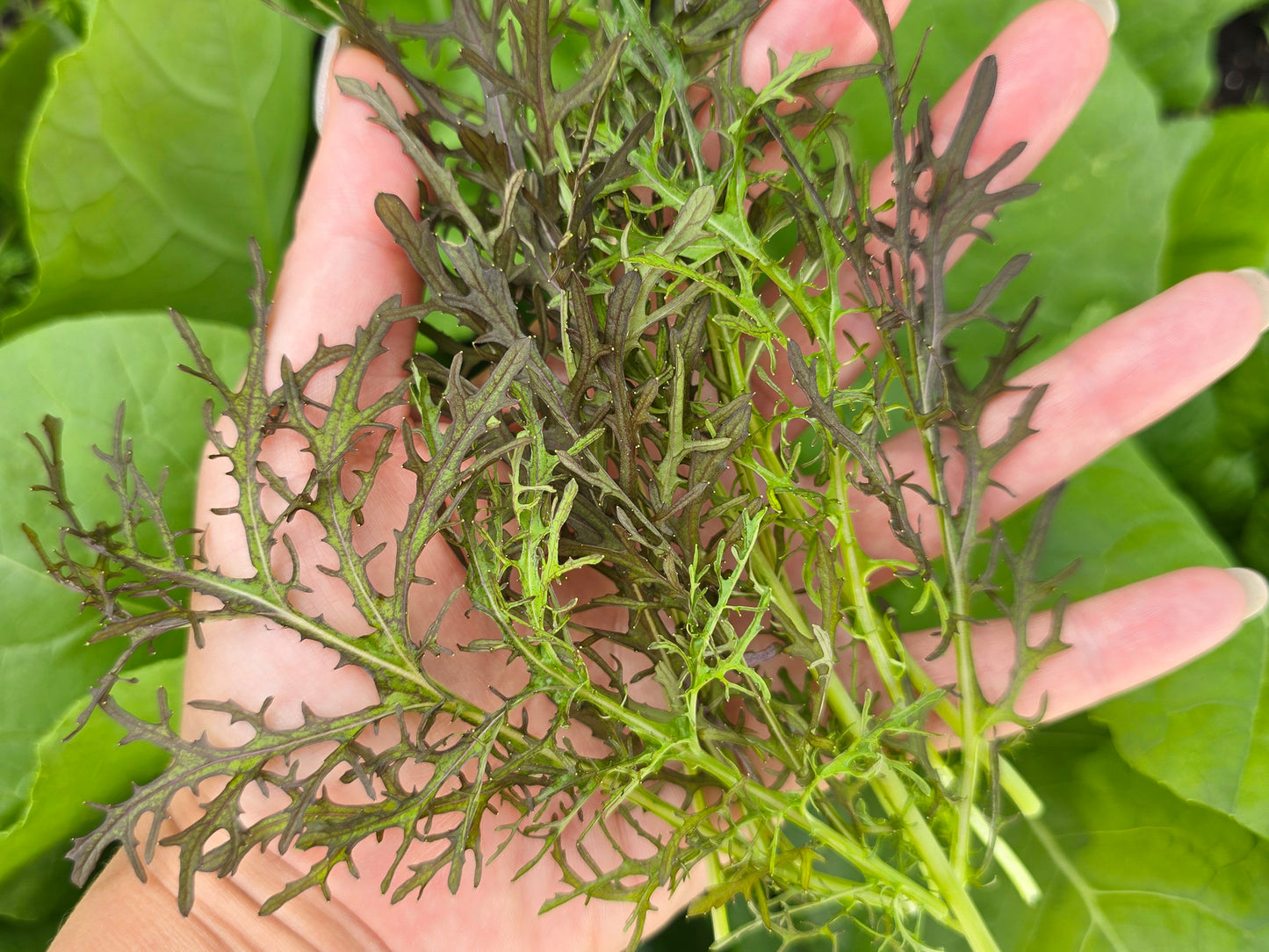 Red Streaks Mizuna Leafy Green Seeds