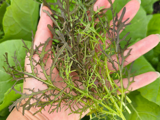 Red Streaks Mizuna Leafy Green Seeds