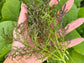Red Streaks Mizuna Leafy Green Seeds