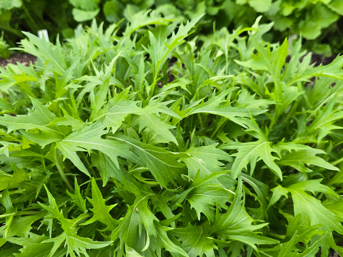 Green Mizuna Leafy Green Seeds