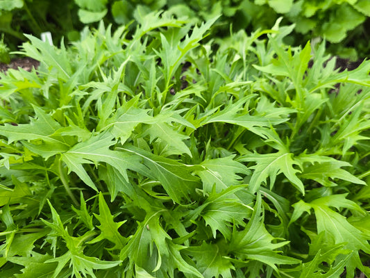 Green Mizuna Leafy Green Seeds