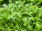 Green Mizuna Leafy Green Seeds