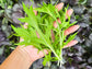 Green Mizuna Leafy Green Seeds