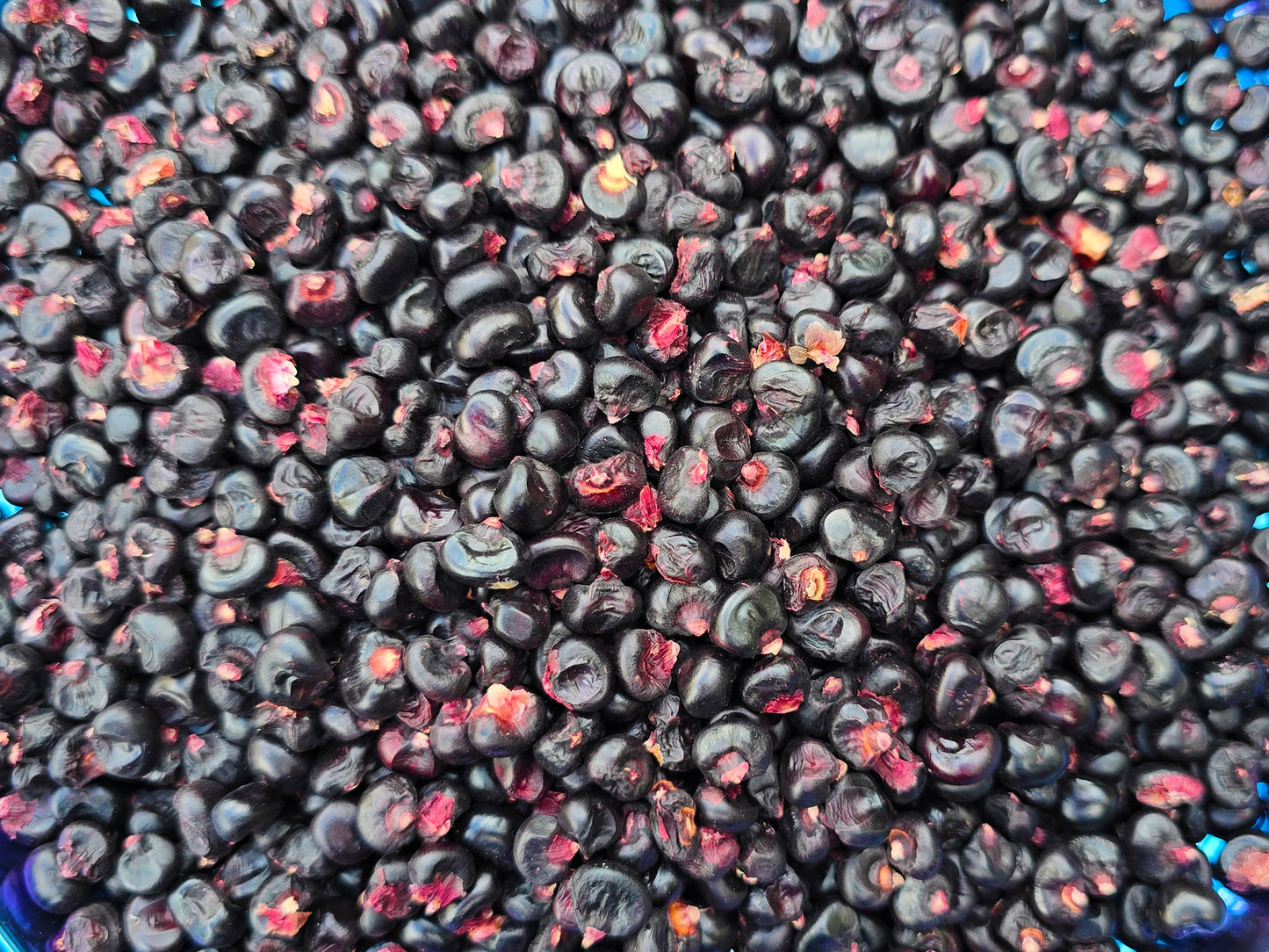 Montana Morado Maize Corn Seeds