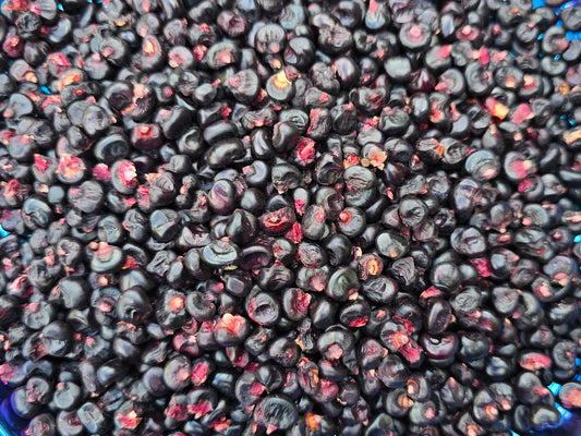 Montana Morado Maize Corn Seeds
