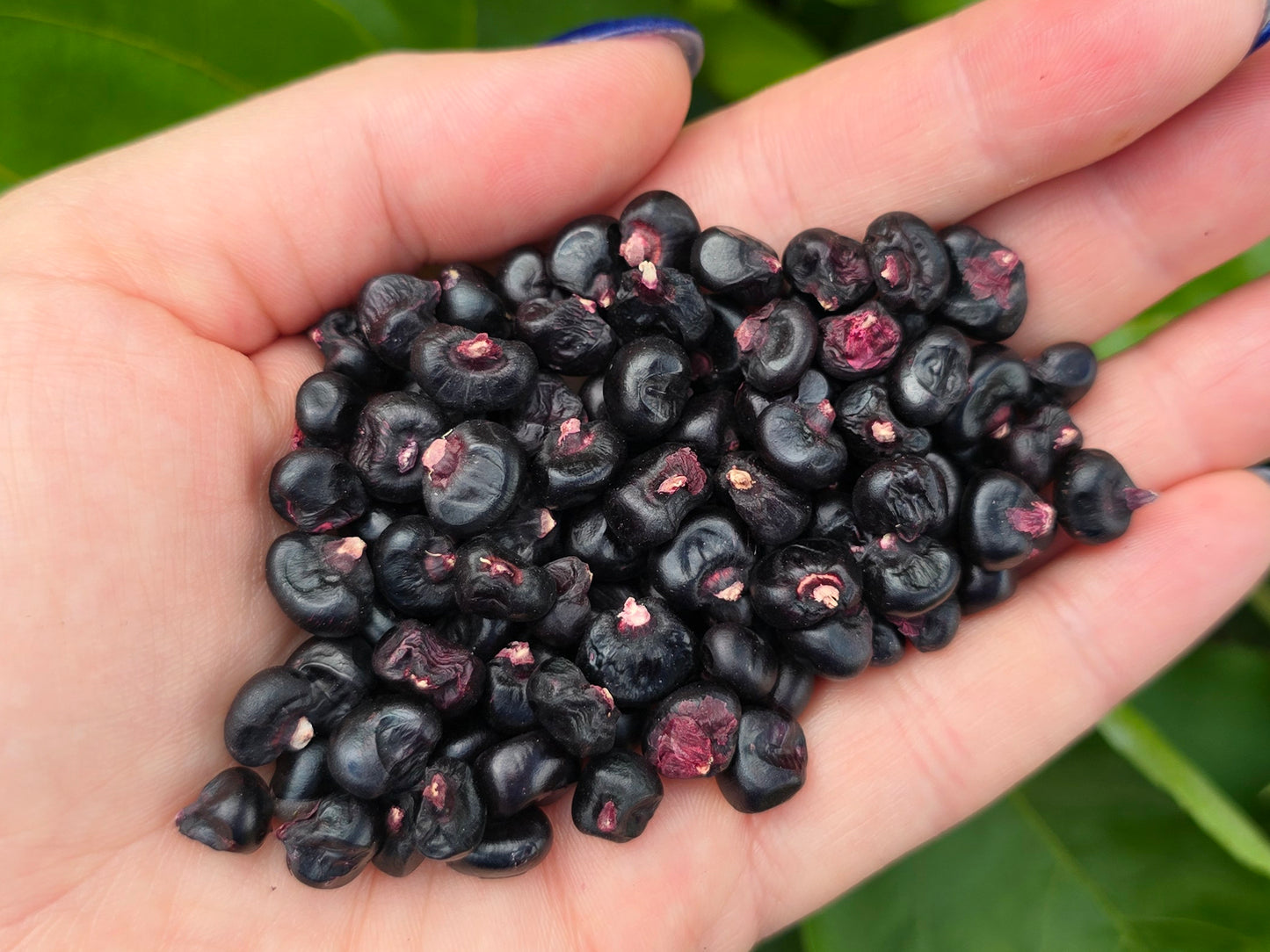 Montana Morado Maize Corn Seeds