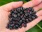 Montana Morado Maize Corn Seeds