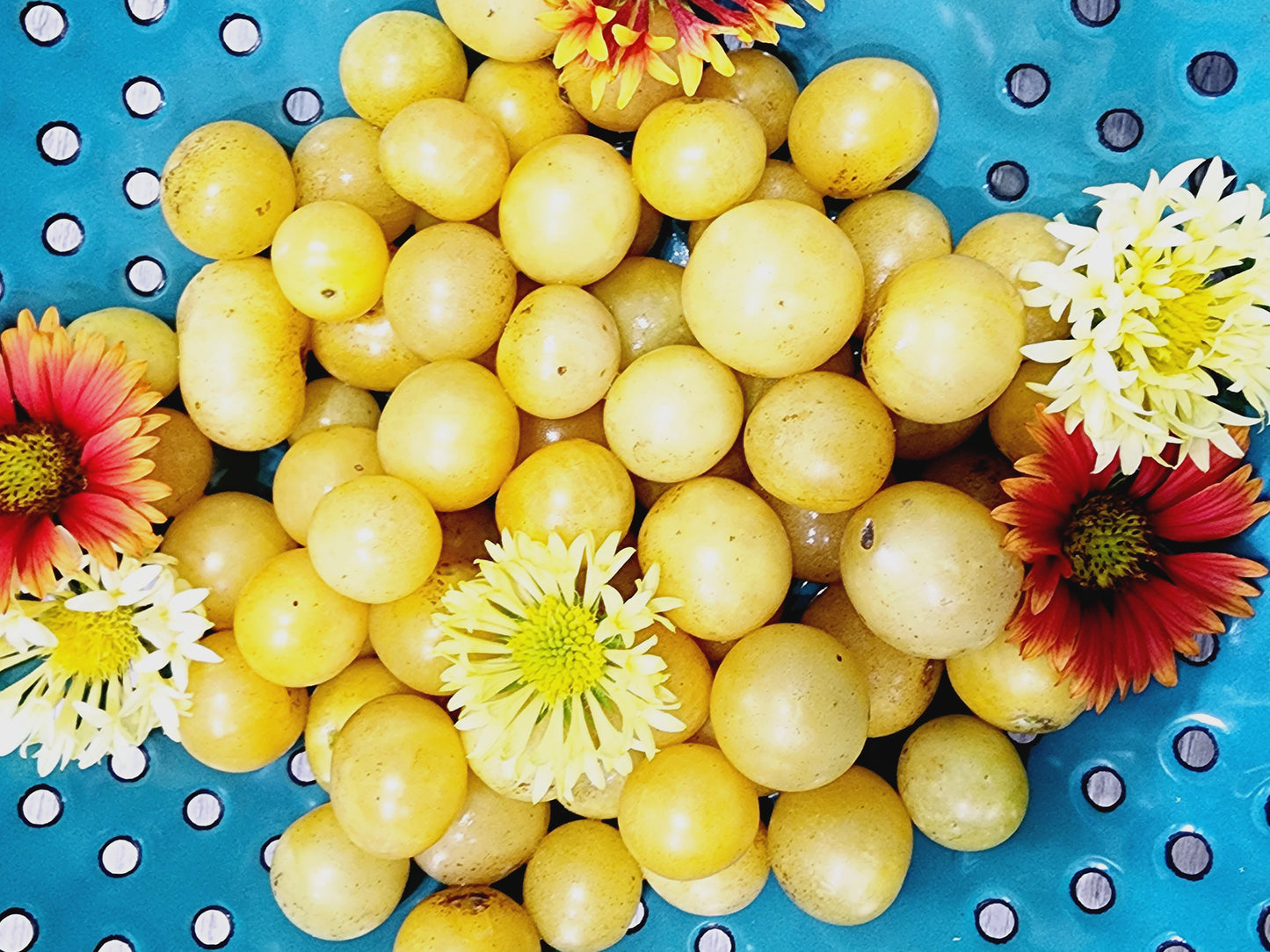 Napa Chardonnay Cherry Tomato Seeds