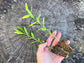 Arbequina Olive Tree LIVE Starter Plant