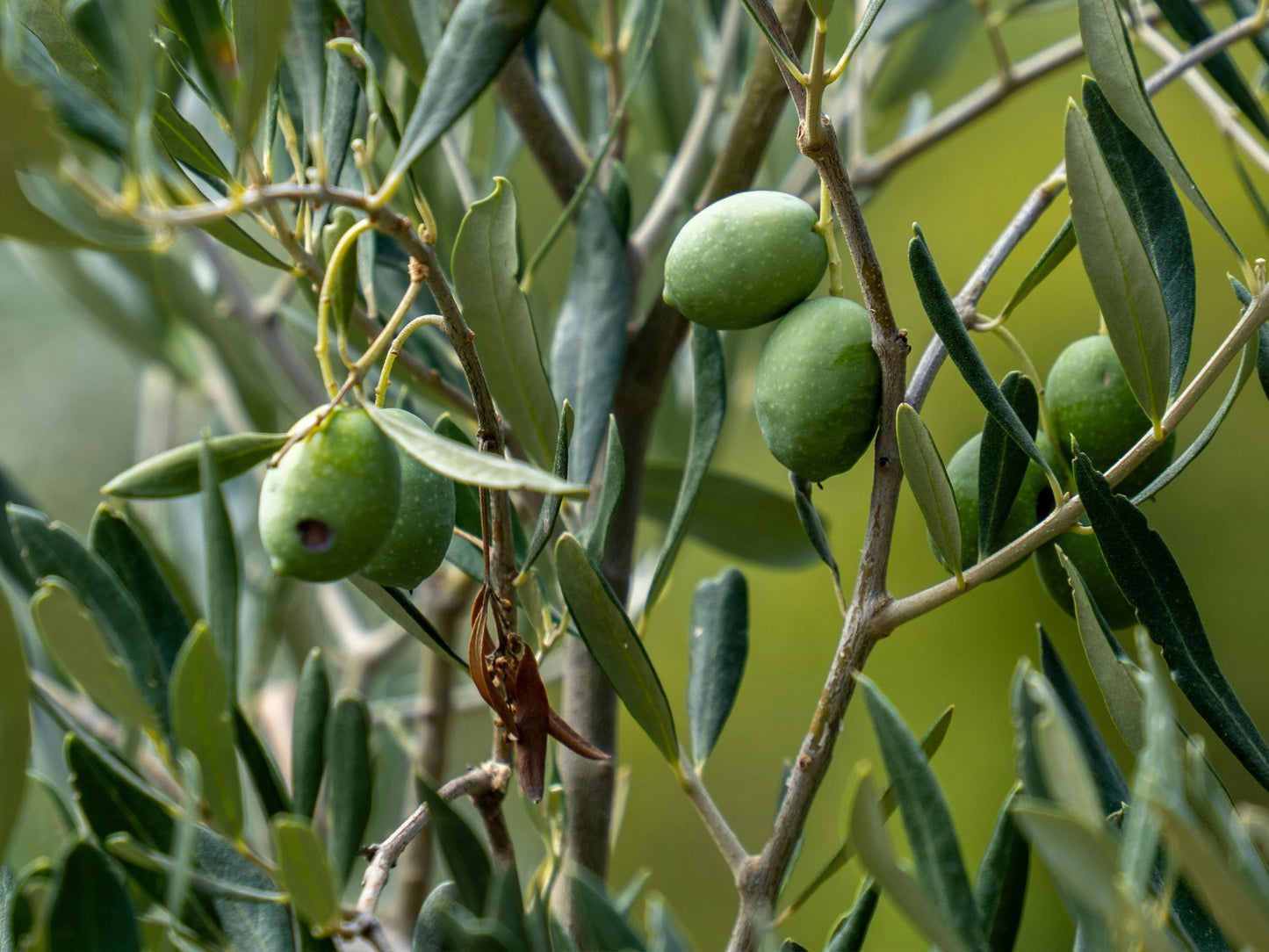Arbequina Olive Tree LIVE Starter Plant