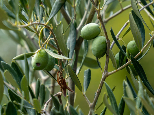 Arbequina Olive Tree LIVE Starter Plant