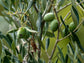 Arbequina Olive Tree LIVE Starter Plant
