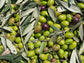 Arbequina Olive Tree LIVE Starter Plant
