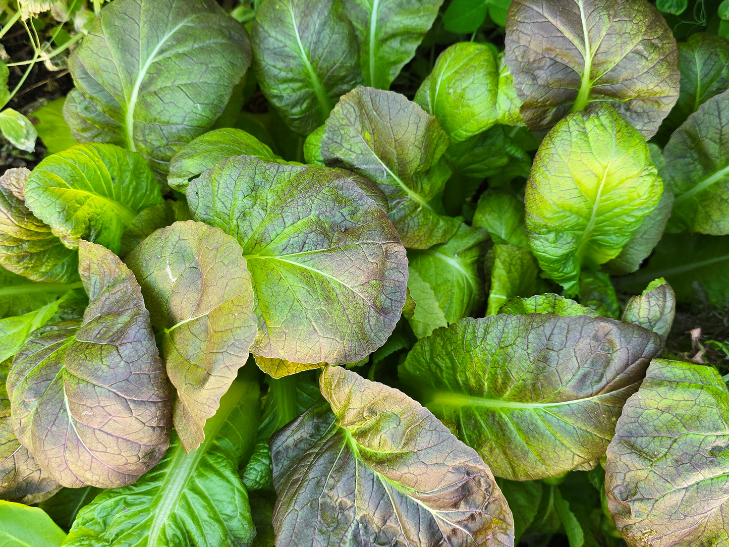 Osaka Purple Mustard Green Seeds