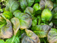 Osaka Purple Mustard Green Seeds