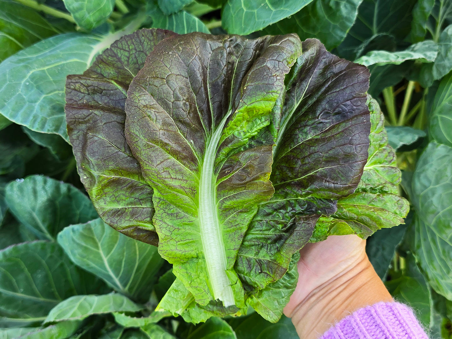 Osaka Purple Mustard Green Seeds
