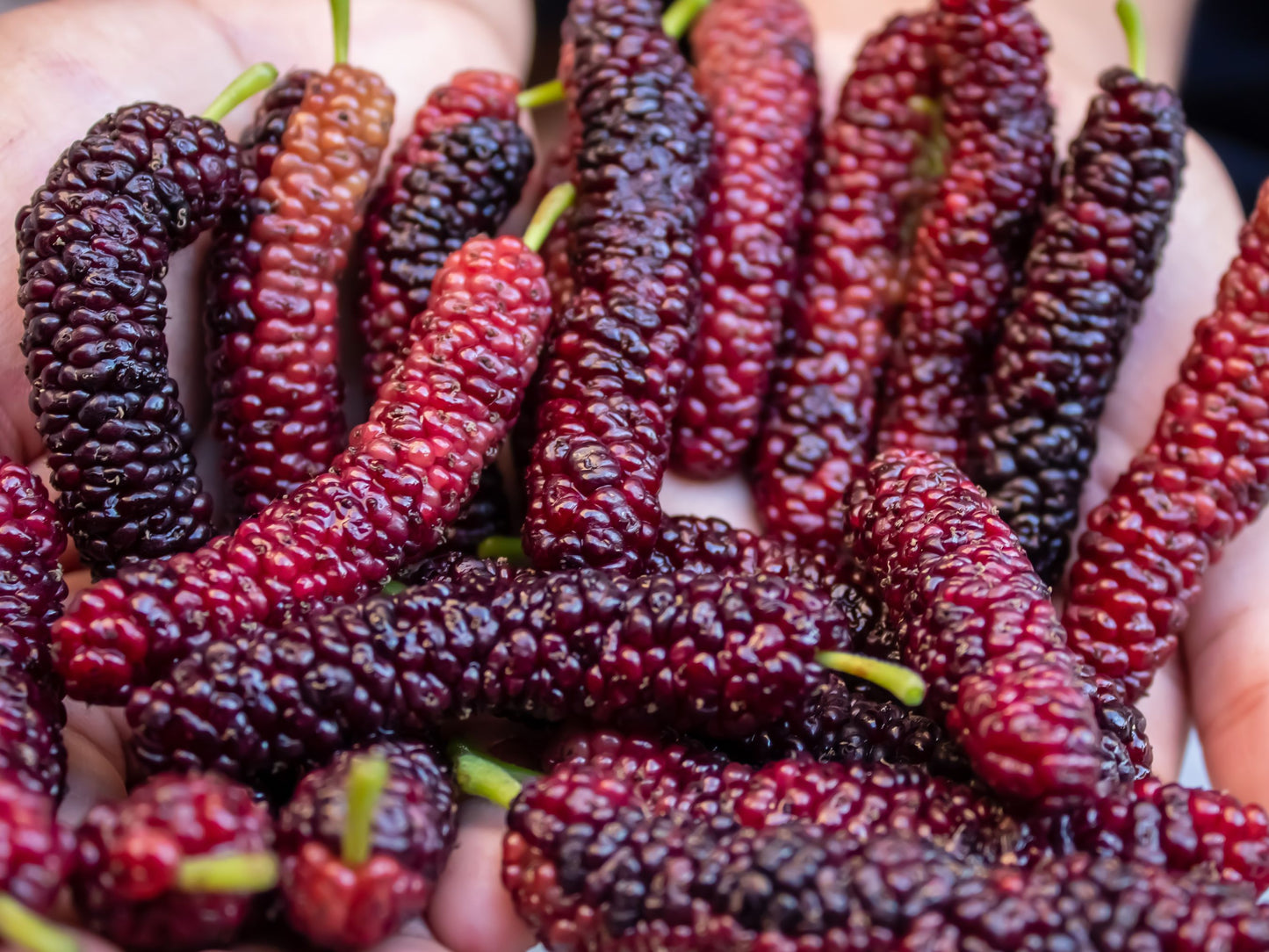 Pakistan Mulberry Fruit Tree LIVE Starter Plant