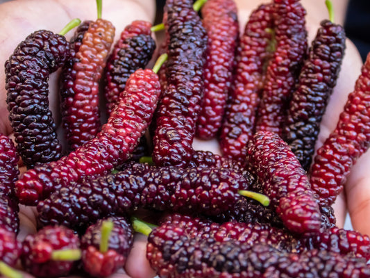 Pakistan Mulberry Fruit Tree LIVE Starter Plant