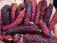 Pakistan Mulberry Fruit Tree LIVE Starter Plant
