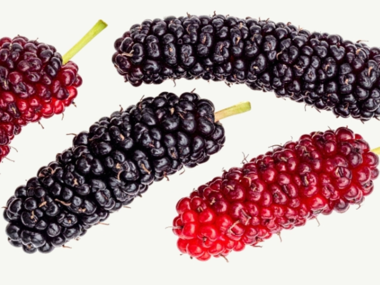 Pakistan Mulberry Fruit Tree LIVE Starter Plant