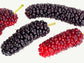 Pakistan Mulberry Fruit Tree LIVE Starter Plant