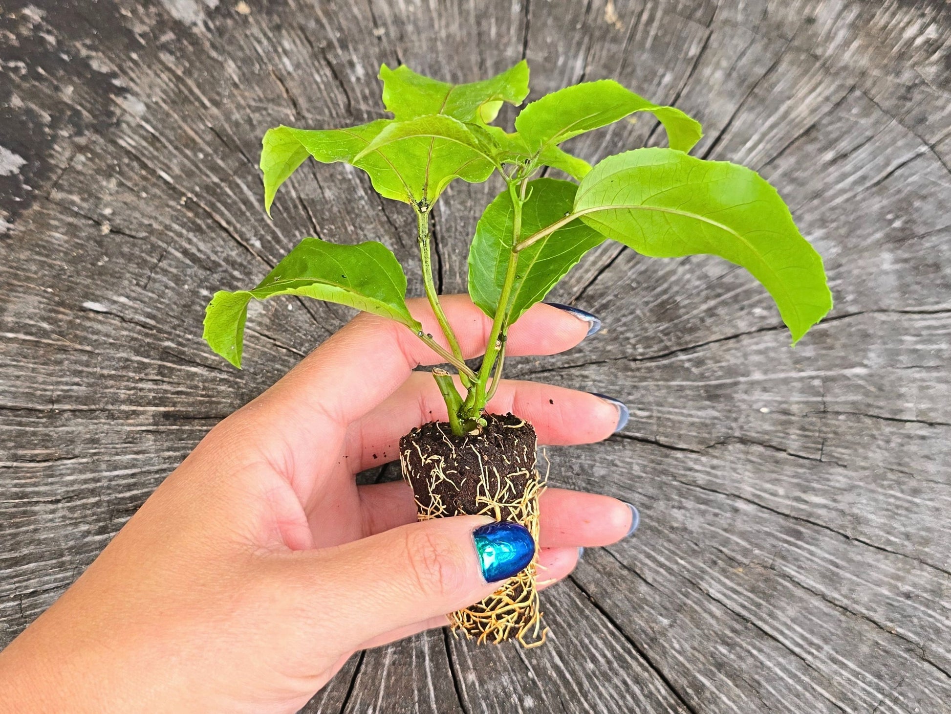 potted passion fruit plant Bounty Purple Passion Fruit LIVE Starter Plant