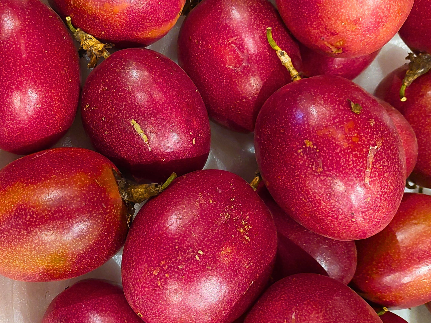 Panama Red Passion Fruit LIVE Starter Plant