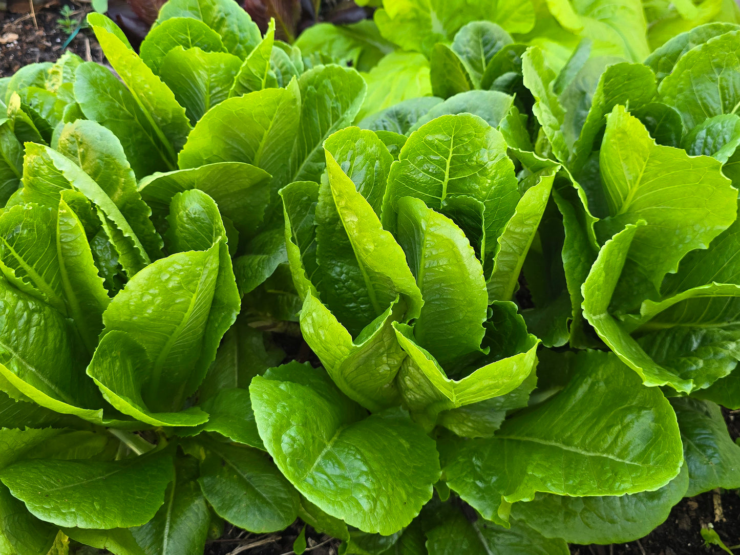 Parris Island Cos Romaine Lettuce Seeds