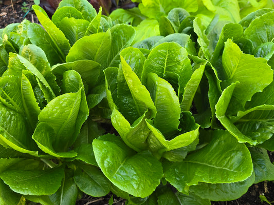 Parris Island Cos Romaine Lettuce Seeds