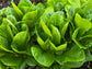 Parris Island Cos Romaine Lettuce Seeds