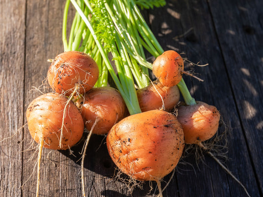 Parisian Carrot Seeds