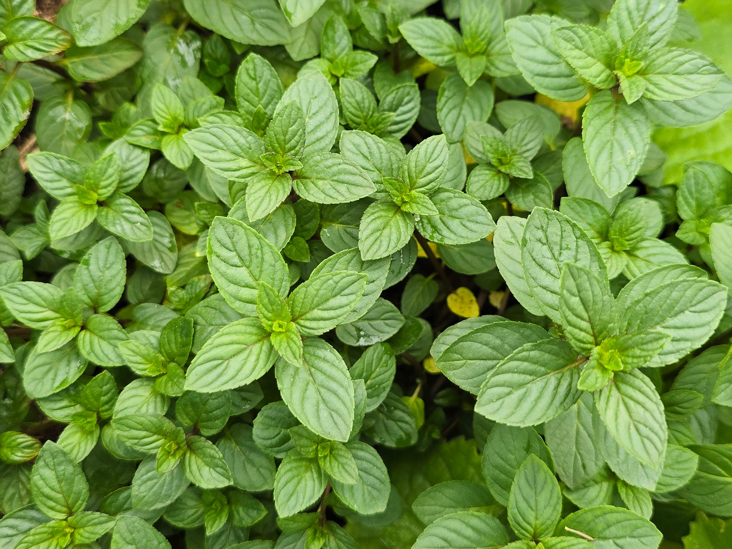 Peppermint Herb Seeds