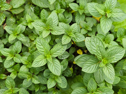 Peppermint Herb Seeds