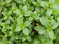 Peppermint Herb Seeds