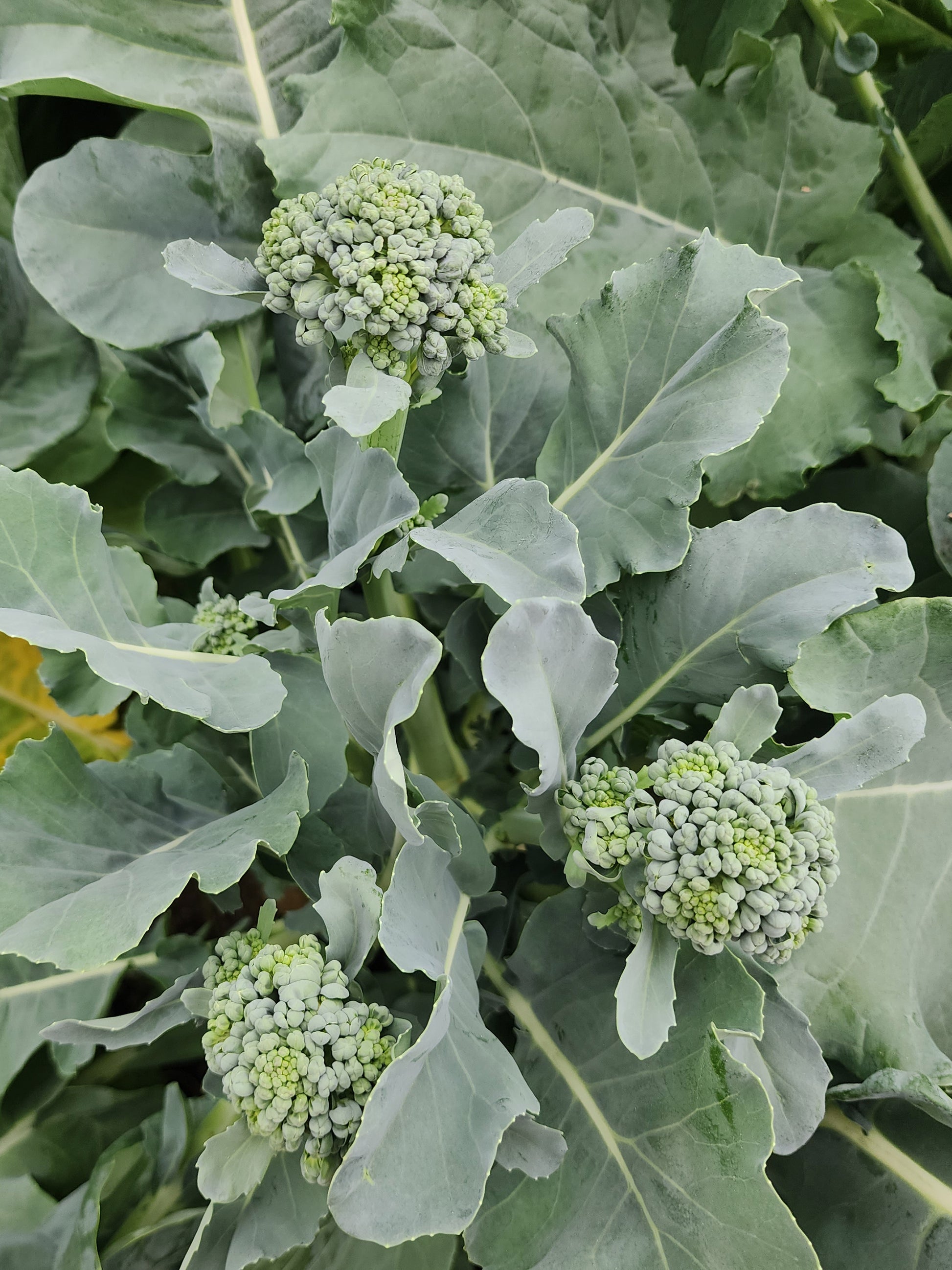 broccoli seeds for planting Piracicaba Broccoli Seeds – Heat-Tolerant Sprouting Variety – Jerra's Garden