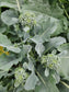 Piracicaba Brazilian Sprouting Broccoli Seeds