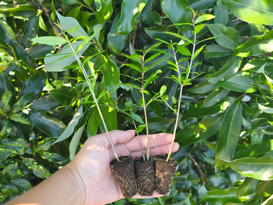 Wonderful Pomegranate Fruit Tree Self-Fertile LIVE PLANT