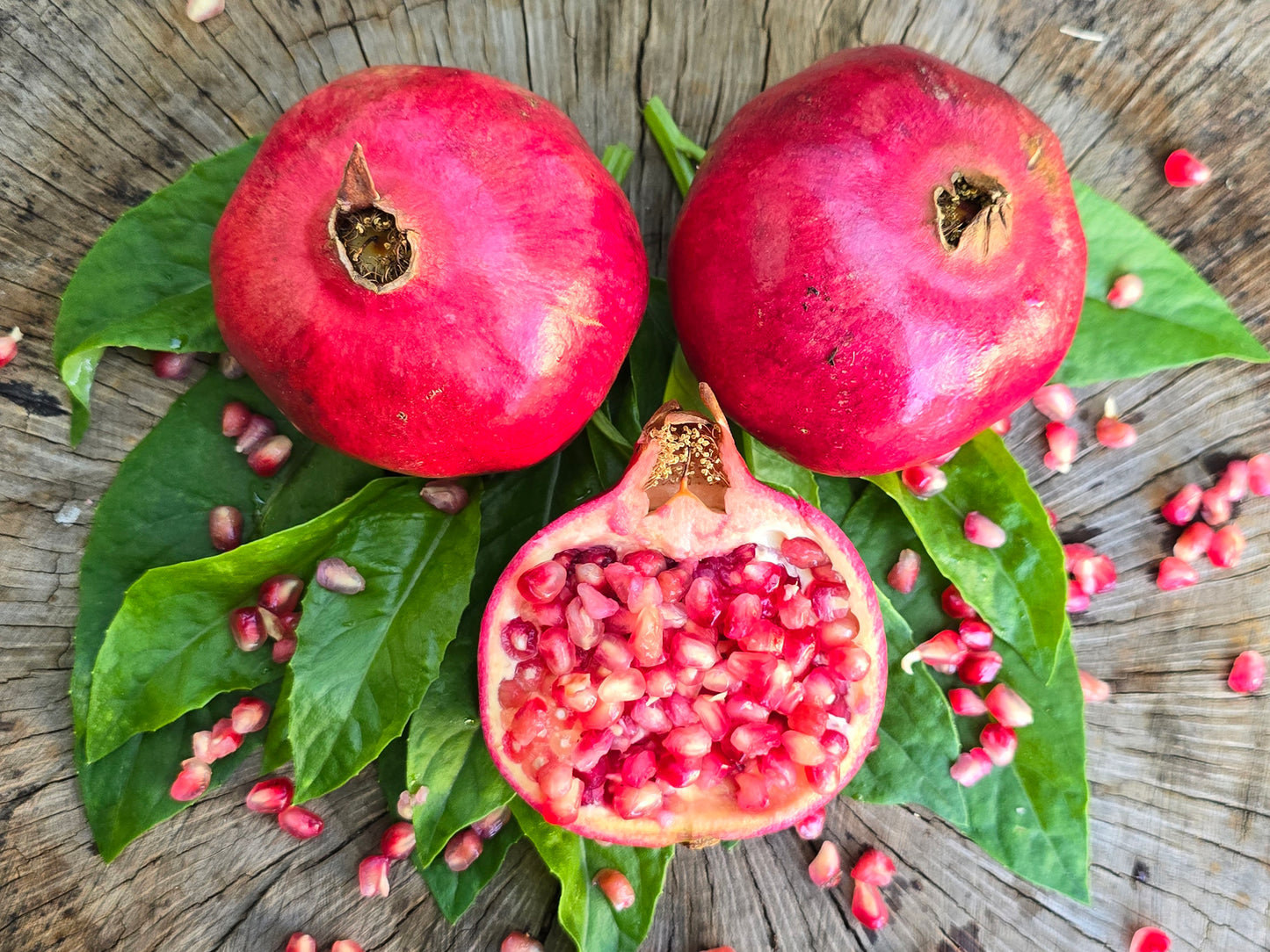 Wonderful Pomegranate Fruit Tree Self-Fertile LIVE PLANT